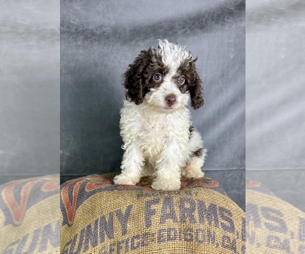 Medium Photo #7 Cavapoo (Miniature) Puppy For Sale in OCALA, FL, USA