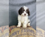 Small #6 Cavapoo (Miniature)