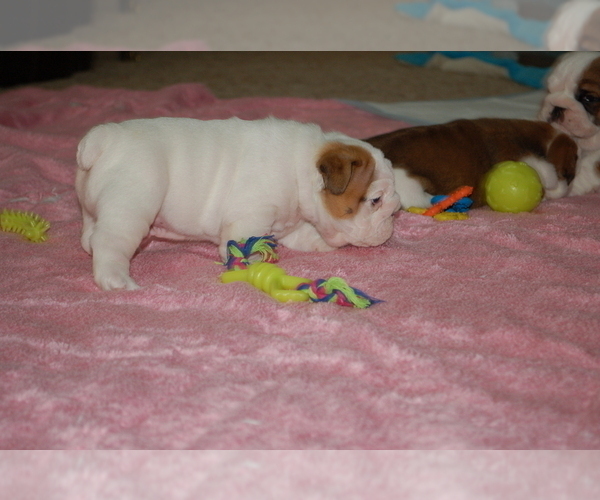 Medium Photo #6 English Bulldog Puppy For Sale in NORCO, CA, USA