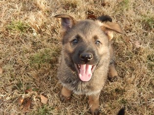 German Shepherd Dog Puppy for sale in MAUMELLE, AR, USA