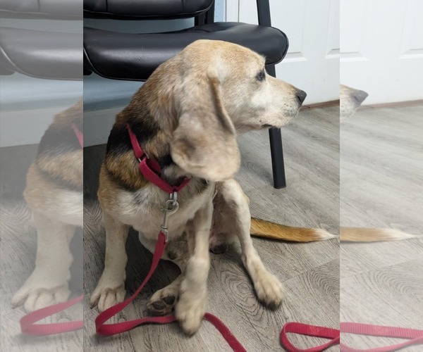 Medium Photo #10 Beagle Puppy For Sale in Dunnellon, FL, USA