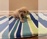Small Photo #8 Labrador Retriever Puppy For Sale in LELAND, NC, USA