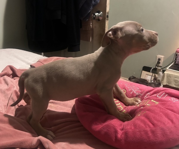 Medium Photo #14 American Bully Puppy For Sale in TRENTON, NJ, USA
