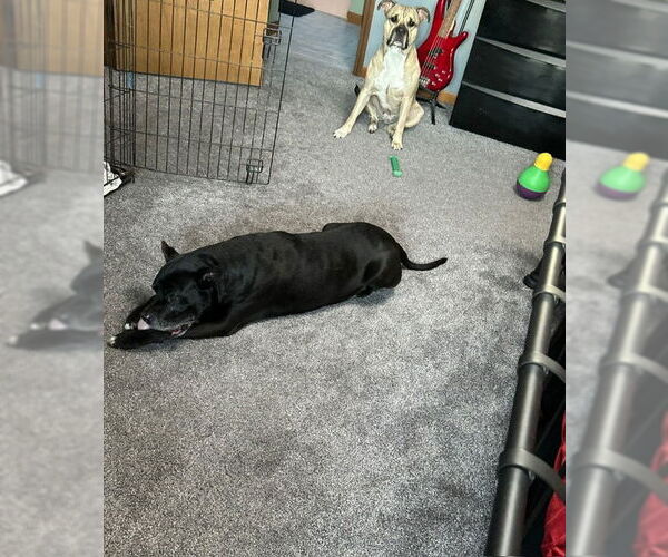 Medium Photo #6 American Pit Bull Terrier-Unknown Mix Puppy For Sale in Crete, IL, USA