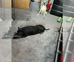 Small #5 American Pit Bull Terrier Mix