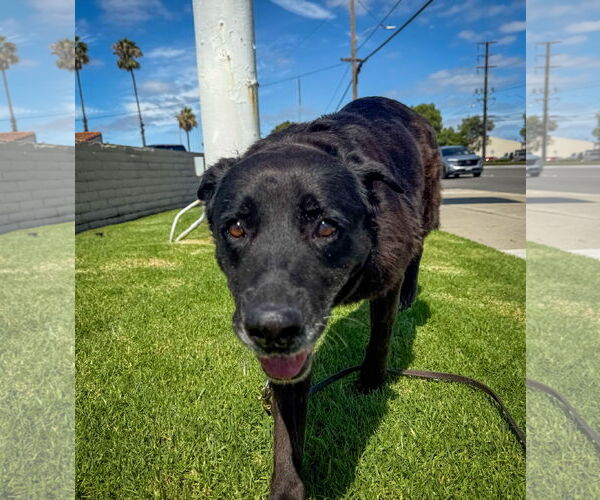 Medium Photo #3 Labrador Retriever-Unknown Mix Puppy For Sale in San Diego, CA, USA