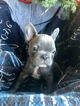 Small Photo #7 French Bulldog Puppy For Sale in PURDY, MO, USA