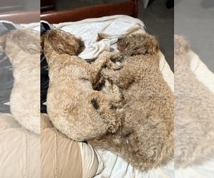 Father of the Goldendoodle (Miniature) puppies born on 03/10/2023