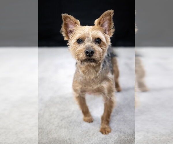 Medium Photo #2 Mutt Puppy For Sale in Allentown,, PA, USA