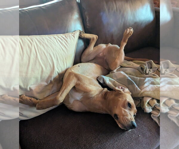 Medium Photo #3 Redbone Coonhound-Unknown Mix Puppy For Sale in Candler, NC, USA