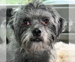 Small #8 Shih Tzu