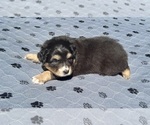 Small #5 Australian Shepherd