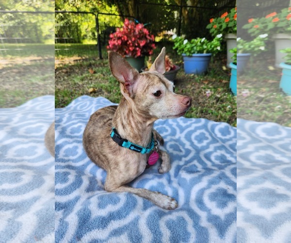 Medium Photo #8 Chihuahua Puppy For Sale in Arlington, VA, USA