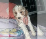 Puppy Female 4 Cavapoo