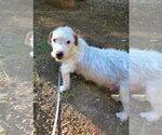 Small #3 Mutt