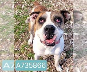 Boxer-Saint Bernard Mix Dogs for adoption in San Antonio, TX, USA