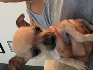 Chihuahua Puppy for sale in DALLAS, TX, USA