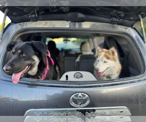 Mutt Dogs for adoption in Woodland, CA, USA