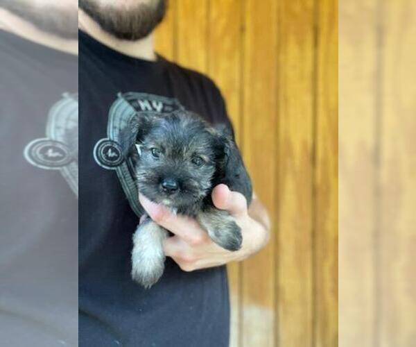 Medium Photo #6 Schnauzer (Miniature) Puppy For Sale in SPENCER, TN, USA