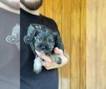 Small Photo #6 Schnauzer (Miniature) Puppy For Sale in SPENCER, TN, USA