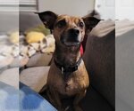 Small Photo #2 Dachshund Puppy For Sale in Weston, FL, USA