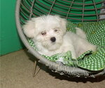 Small Photo #15 Maltese Puppy For Sale in PATERSON, NJ, USA
