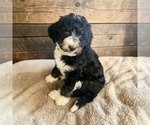 Small #7 Bernedoodle