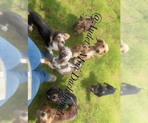 Mother of the Dachshund puppies born on 05/27/2025