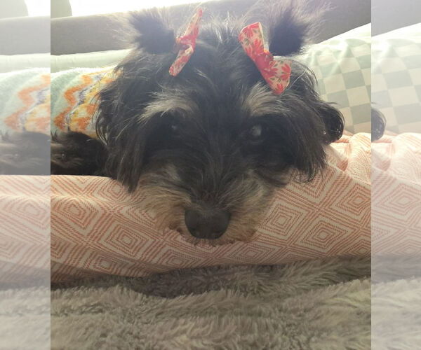 Medium Photo #2 Mutt Puppy For Sale in Sandy, UT, USA