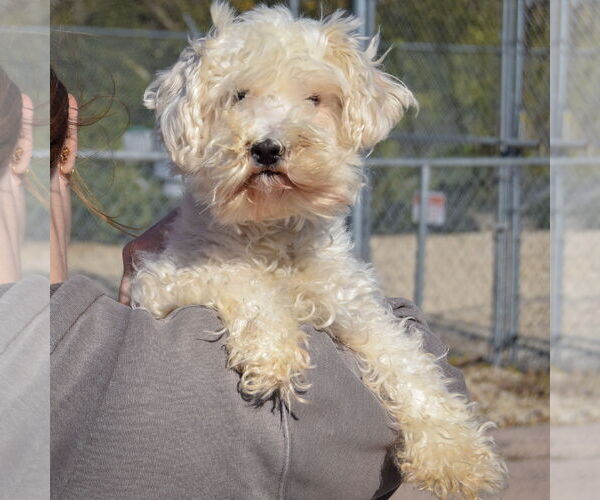 Medium Photo #5 Mutt Puppy For Sale in Huntley, IL, USA