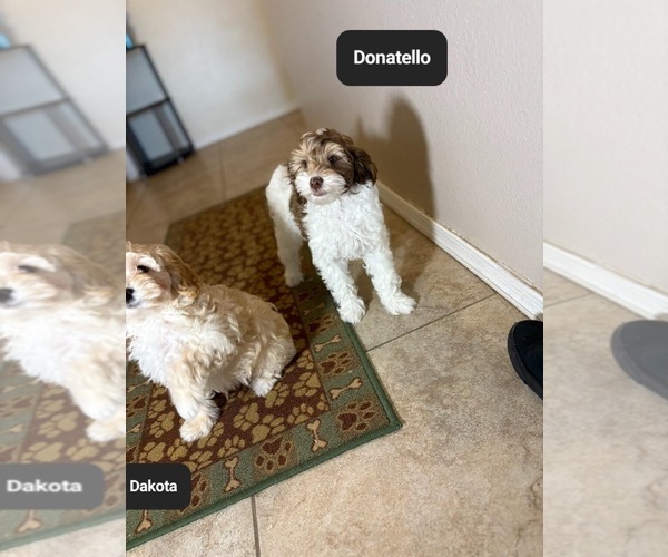 Medium Photo #5 Poovanese Puppy For Sale in TUCSON, AZ, USA