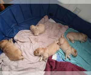 Golden Labrador Puppy for sale in DULUTH, MN, USA