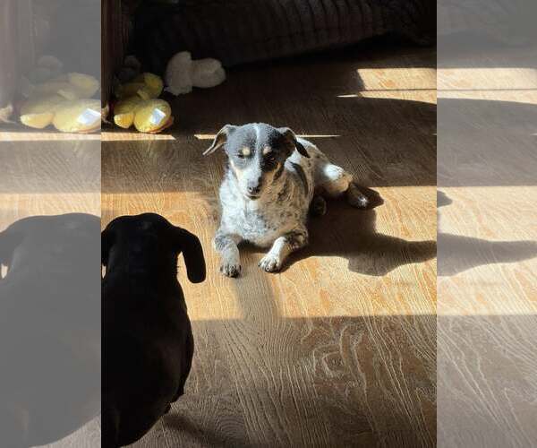 Medium Photo #1 Dachshund-Jack Russell Terrier Mix Puppy For Sale in Charlottesville, VA, USA