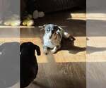 Small Dachshund-Jack Russell Terrier Mix