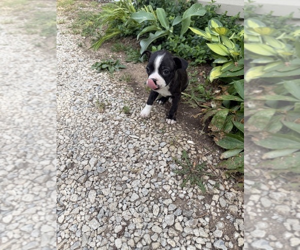 Medium Photo #7 Boston Terrier Puppy For Sale in FREDONIA, KS, USA