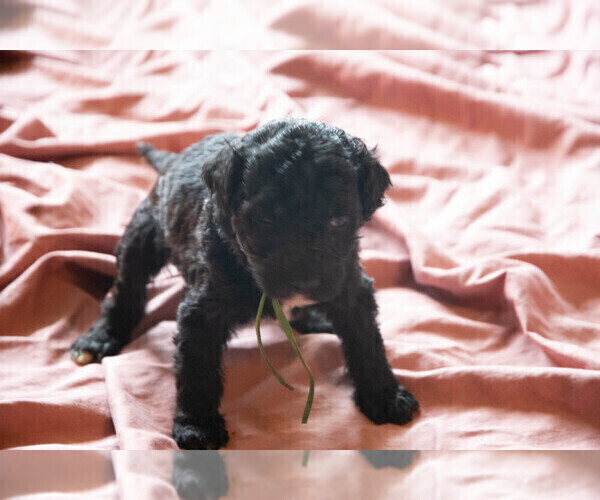 Medium Photo #6 Goldendoodle Puppy For Sale in ASHEVILLE, NC, USA