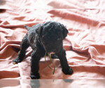 Small Photo #6 Goldendoodle Puppy For Sale in ASHEVILLE, NC, USA