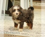Small #4 Bernedoodle (Miniature)