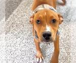 Small #1 Labrador Retriever Mix