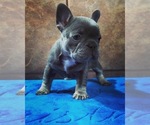 Small #7 French Bulldog