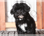 Small #1 YorkiePoo