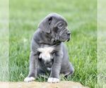 Small #4 Cane Corso