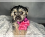 Small #14 Morkie