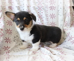 Small Photo #1 Pembroke Welsh Corgi Puppy For Sale in SHILOH, OH, USA