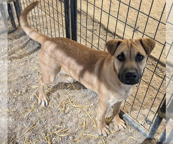Medium Photo #2 Chinese Shar-Pei-Unknown Mix Puppy For Sale in Golden Valley, AZ, USA