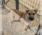 Small #1 Chinese Shar-Pei Mix