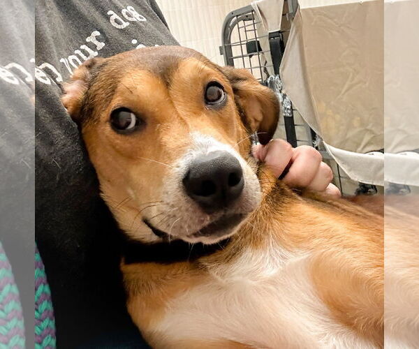 Medium Photo #3 Beagle-Unknown Mix Puppy For Sale in Holly Springs, NC, USA