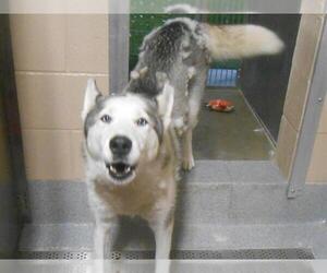 Siberian Husky Dogs for adoption in Orange, CA, USA