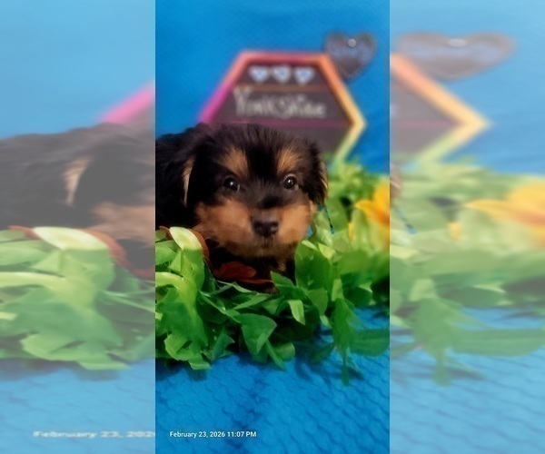 Medium Photo #12 Yorkshire Terrier Puppy For Sale in AKRON, OH, USA
