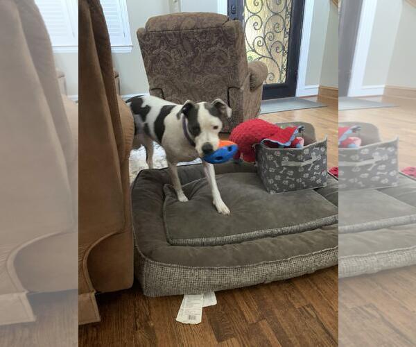 Medium Photo #1 American Pit Bull Terrier Puppy For Sale in Denton, TX, USA